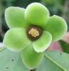 The Annonaceae of Africa